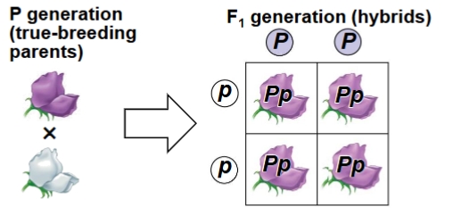 <p>Define Punnett Square</p>