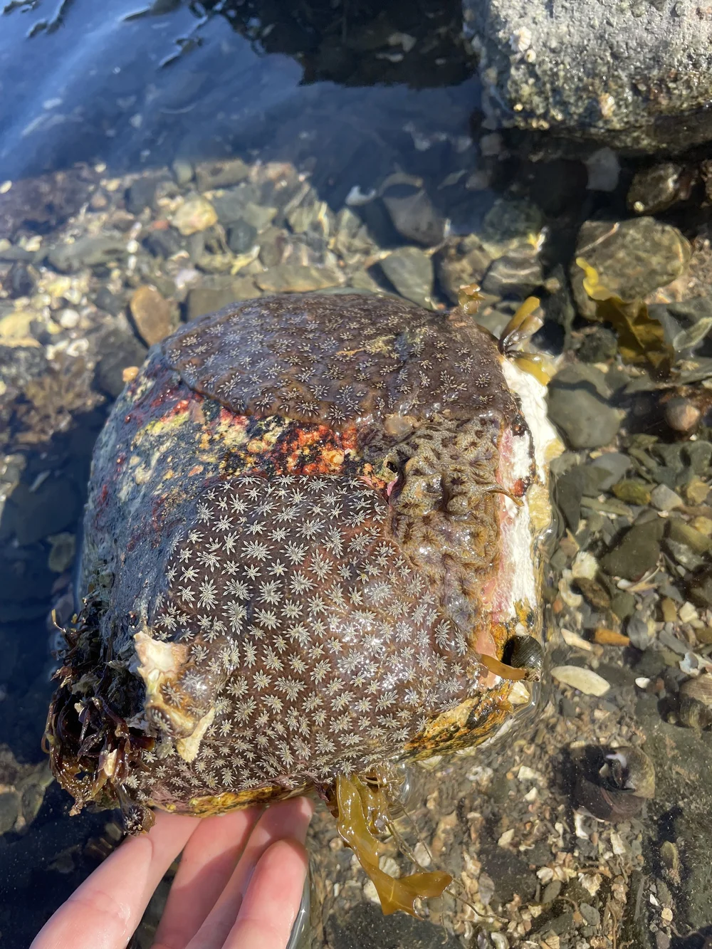 <p>Golden Star Tunicate </p>