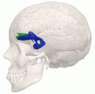 <p>Uncinate fasciculus</p>