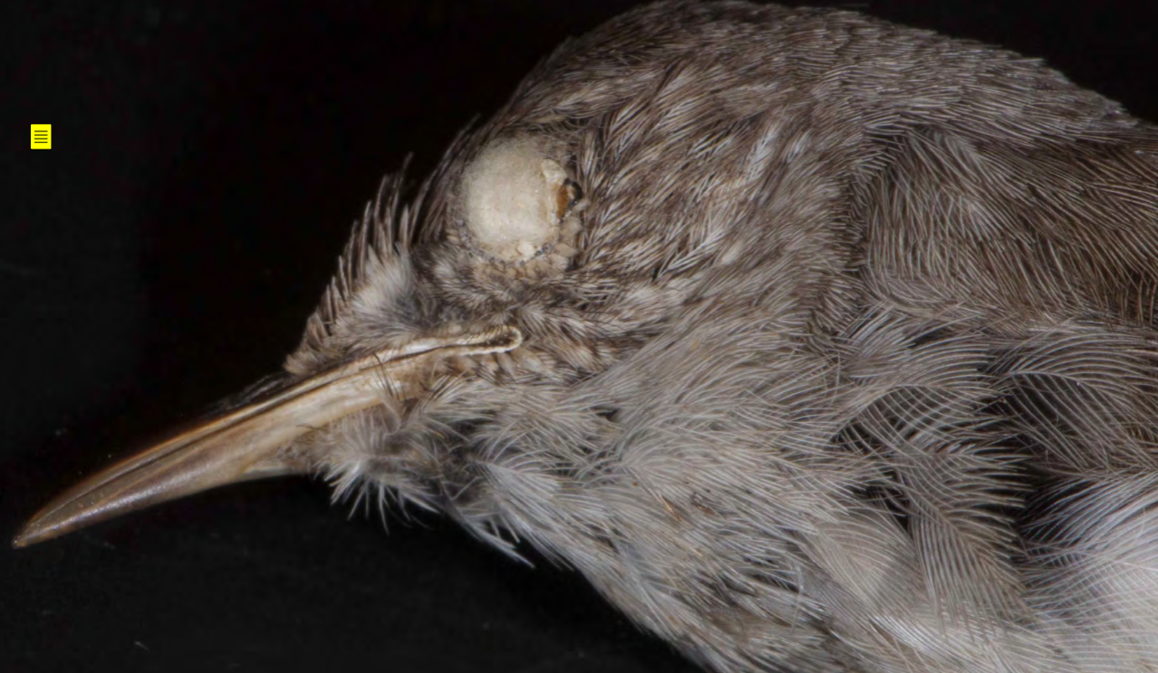<p>Troglodytidae (wrens)</p>