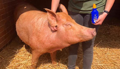 <p>What is happening in this white pig without adequate shade?</p>