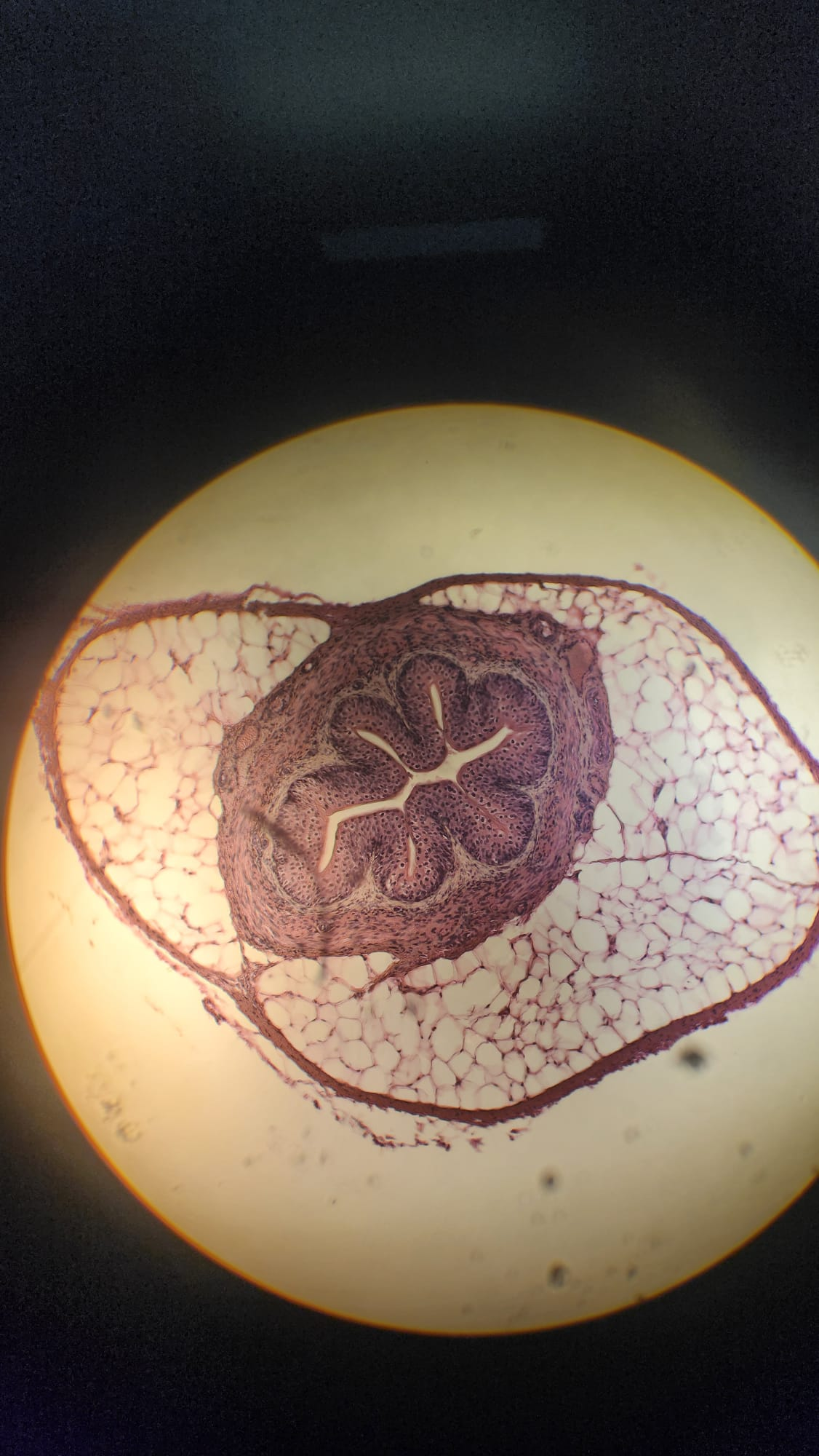 <p>Which organ is this?</p>