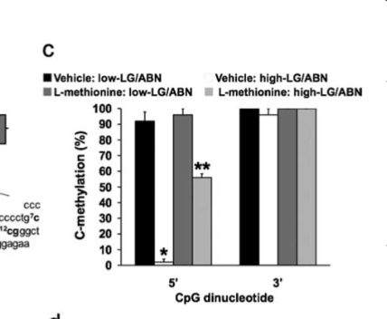 <p>low LG/ABN= high methylation</p><p>high LG/ABN= low methylation</p><p>after adding methionine:</p><ul><li><p>low LG/ABN= remains high methylation</p></li><li><p>high LG/ABN= higher methylation than before</p></li></ul><p></p><p><em>not picture 1b, but it shows same pattern but across the many CpGs</em></p><p></p>