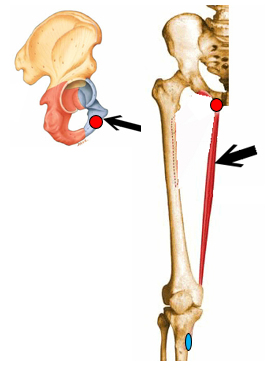 <p>What is the red dot/area referring to? is it an origin/insertion, for what muscle?</p>