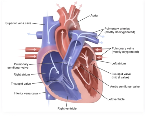<p>Tricuspid valve closes and the pulmonary semilunar valve opens, allowing for ventricular emptying without backflow into the atrium </p>