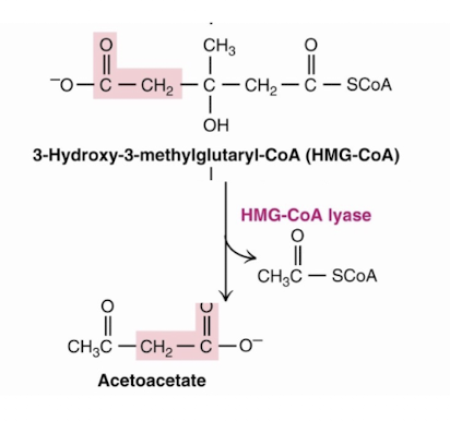<p>HMG-CoA lyase</p>