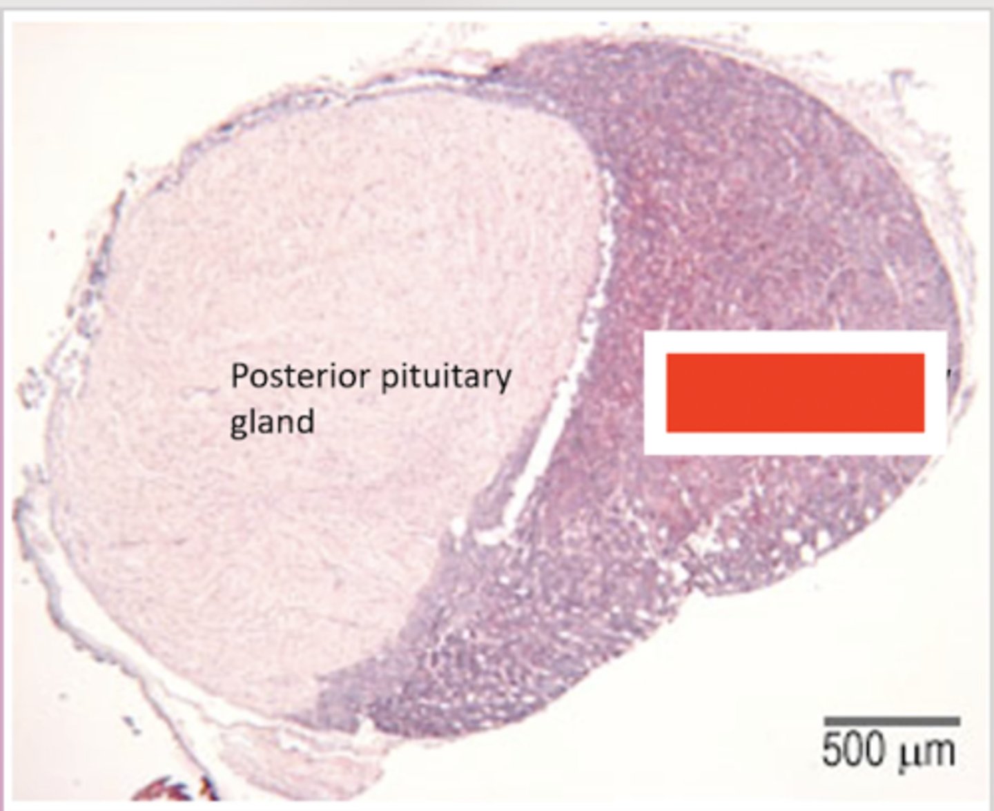 <p>Identify the organ</p>
