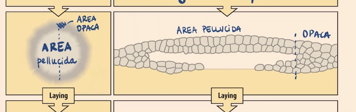 <p>the inner area of the embryo</p>