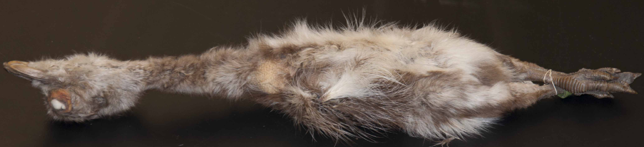<p>Rheiformes</p>