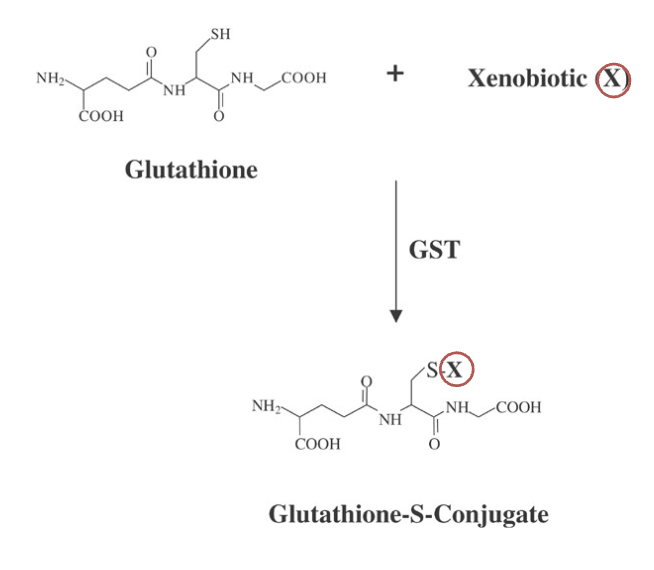 <p>via glutathione s-transferases (GSTs) results in the formation of a glutathione-S conjugate</p>