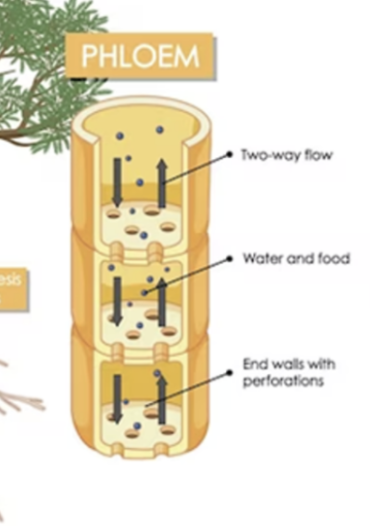 <p>vascular tissue that primarily conducts sugar downwards from leaves </p>