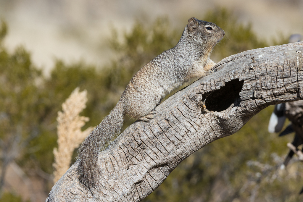 <p>Large ground squirrel of rocky outcrops, cliffs, and arid scrub in the Southwest. </p><p>Omnivorous and diurnal, feeding on seeds, vegetation, insects, and carrion.</p><p>Are true hibernators, but will stay active in warm environments.</p><p><strong>Tree squirrel like faces, grizzled coat, bushy tail. </strong></p>