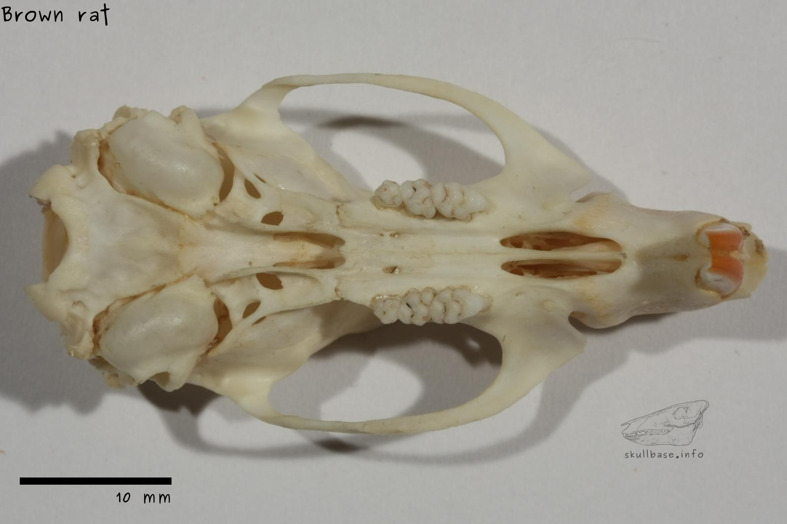 <p>Family Muridae Rattus norvegicus (norway rat, brown rat)</p>