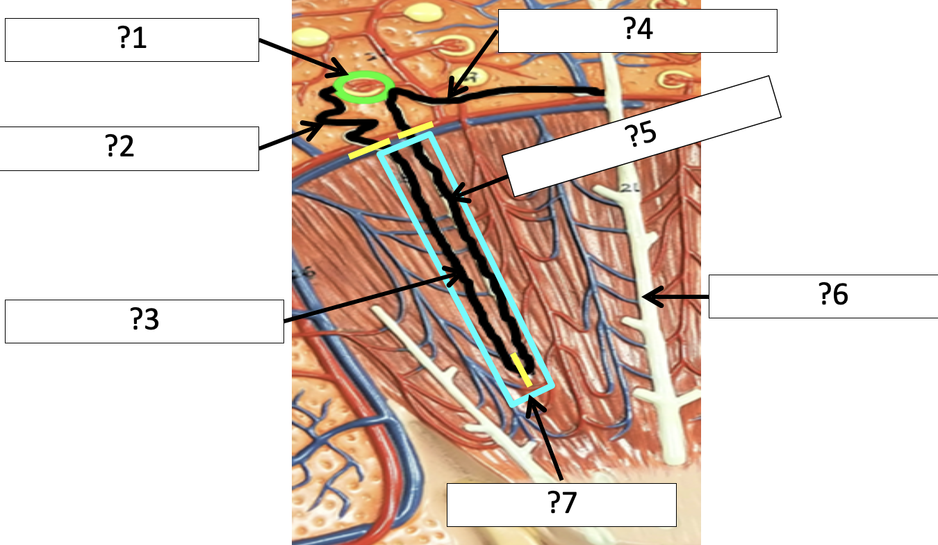 <p>4 Name the structure?</p>