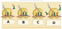<p>A tRNA with attached amino acid is approaching the ribosome to bind at the A binding site.</p>