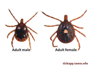 <p>What kind of natural enemy is this? (Tick)</p>