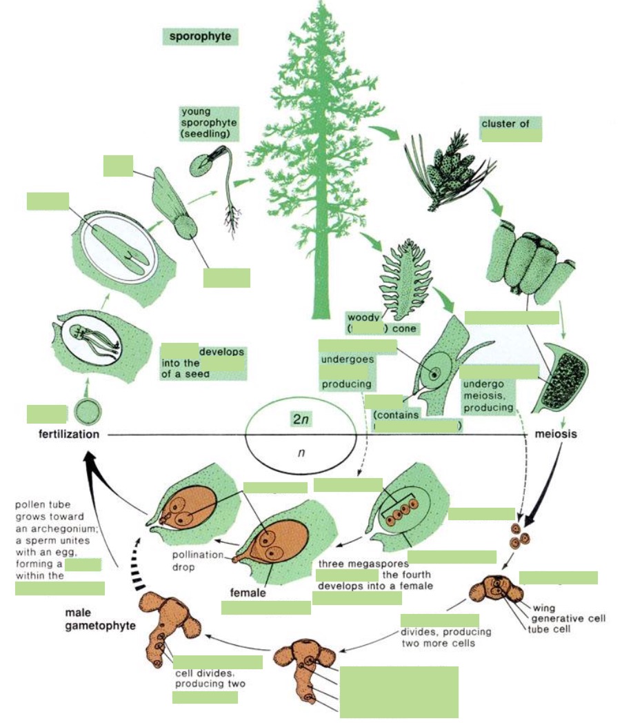 <p>Fill in the blanks of the life cycle of pine.</p>
