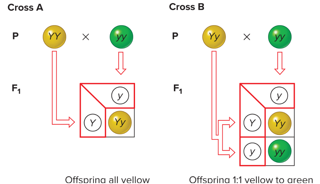 <p>testcross</p>
