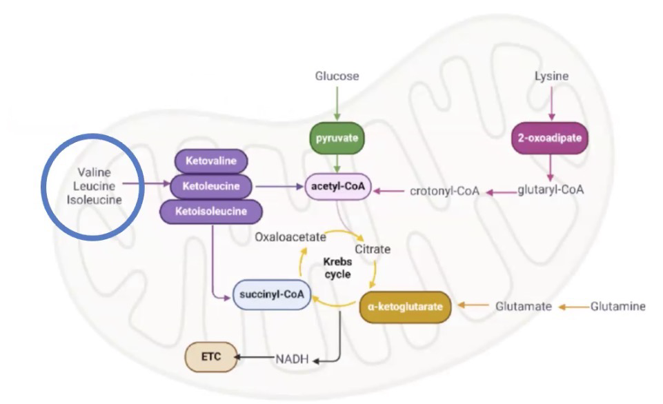 <p>Genetic order that affects branched-chain AA metabolism (V, L, I). These AAs are typically used for energy production or protein synthesis in the brain. Disruption in metabolism causes accumulation.</p><p>Can quickly lead to irreversible neurological injury, brain damage, seizure, coma, or central respiratory failure within 7-10 days after birth.</p><p>Infants with this have sweet-smelling urine, hence the name. Also have poor feeding, difficulty breathing, and refusing to eat or vomiting, developmental delays, lethargy, irritability, seizures, and muscle weakness. </p><p>Treatment requires very early administration of management, after which lifelong dietary restriction and monitoring are required.</p>