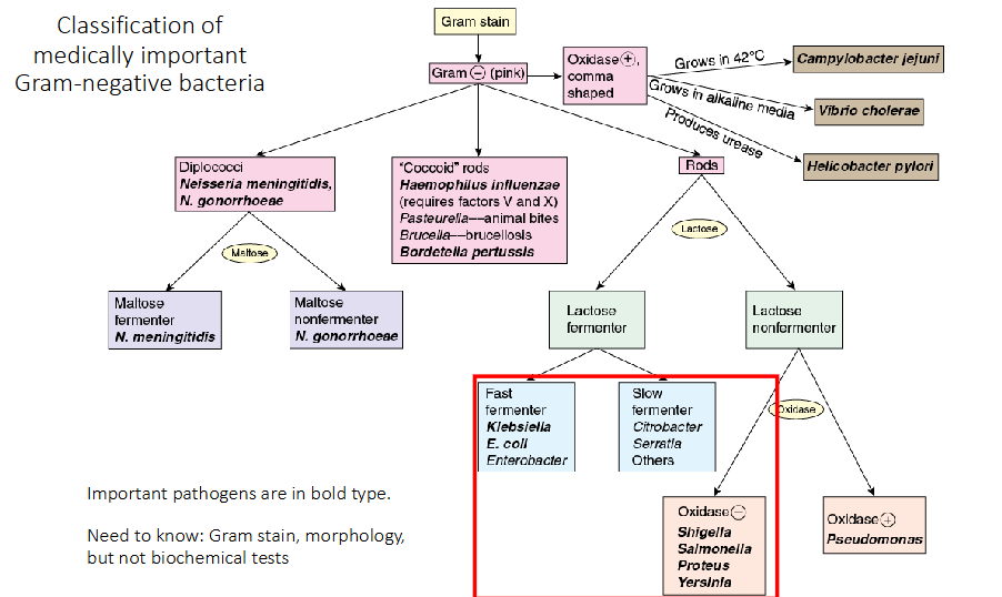 <p>Gram stain, morphology, but not biochemical tests of the bolded pathogens on diagram</p>