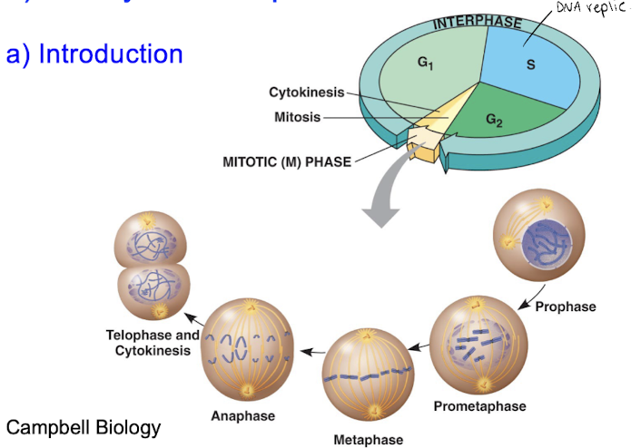 <p>Cell Cycle Checkpoints </p>