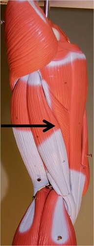 <p>What muscle is this?</p>