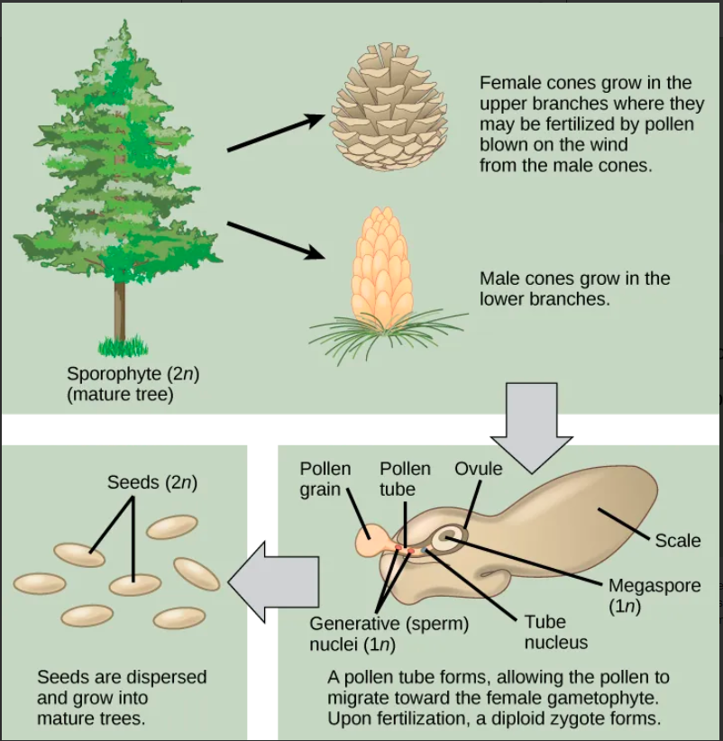 <p><span>The sporophyte (2</span><em>n</em><span>) phase is the longest phase in the life of a gymnosperm. The gametophytes (1</span><em>n</em><span>)—produced by microspores and megaspores—are reduced in size. It may take more than a year between pollination and fertilization while the pollen tube grows towards the growing female gametophyte (1</span><em>n</em><span>), which develops from a single megaspore. The slow growth of the pollen tube allows the female gametophyte time to produce eggs (1</span><em>n</em><span>).</span></p><p></p><p><span>Conifer life cycle. This image shows the life cycle of a conifer. Pollen from male cones blows up into upper branches, where it fertilizes female cones. The megaspore shown in the image develops into the female gametophyte as the pollen tube slowly grows toward it, eventually fusing with the egg and delivering a male nucleus, which combines with the female nucleus of the mature egg.</span></p>