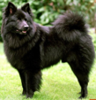 <p>welk type hond is dit</p>