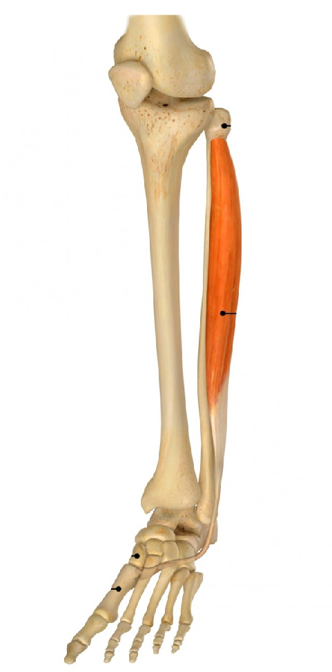 <p><span>Plantair vlak os cuneiforme mediale en basis metatarsaal I</span></p>