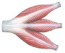 <p>Multiple rows of muscle fibres arranged obliquely, inserting diagnolly onto several branching tendons that converge into a single main tendon, eg. deltoid</p>