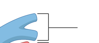<p>What is this part of the heart?</p>