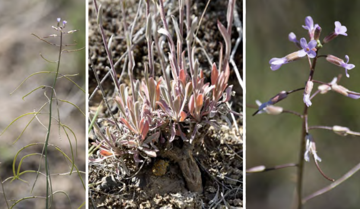 <ul><li><p>Sagebrush rockcress</p></li><li><p>Mustard family</p></li></ul><p></p>