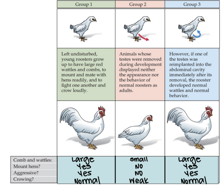 <p>removal of the gonads (testes) → results in behavioral and physiological changes</p>