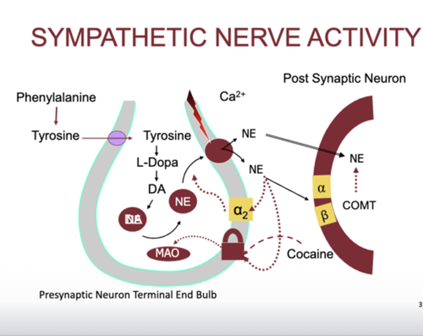 <p>- cocaine blocks the norepinephrine retake receptor</p><p>- leads to norepinephine in synaptic cleft</p>