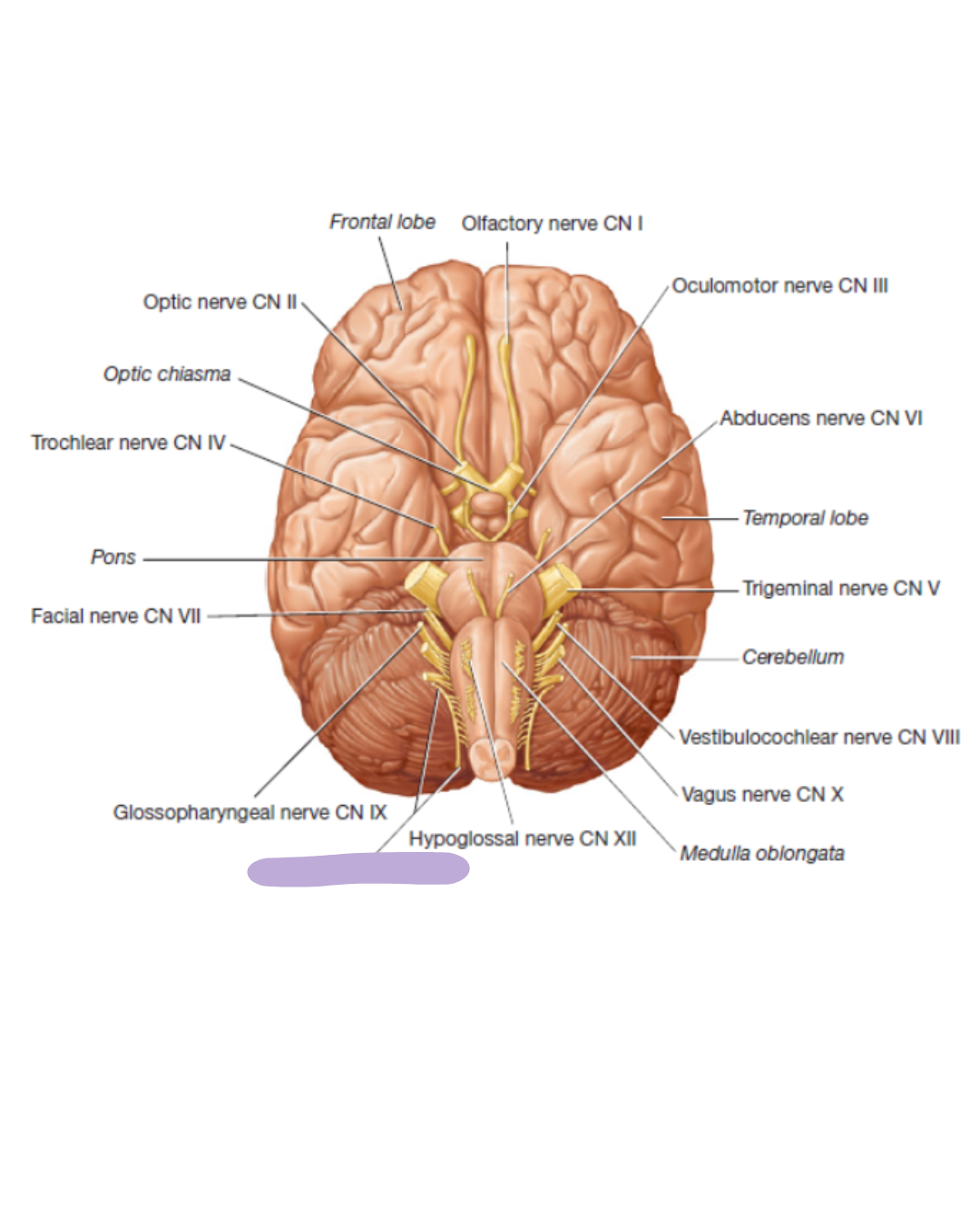 <p>where is the CN XI Accessory Nerve </p>