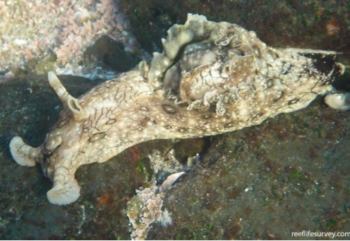 <p>MOLLUSCA White-specked seahare </p>