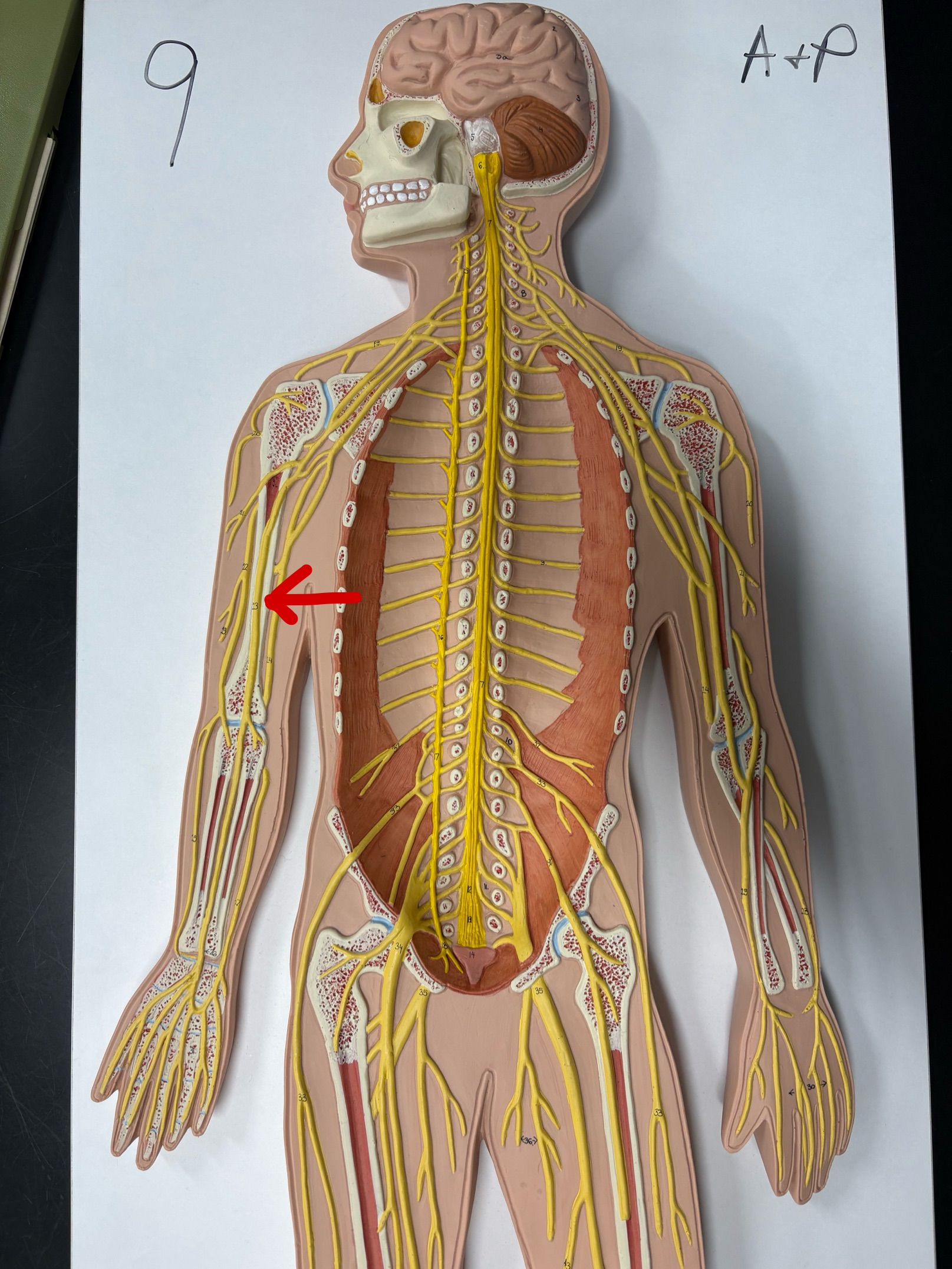 <p>Name the nerve</p>