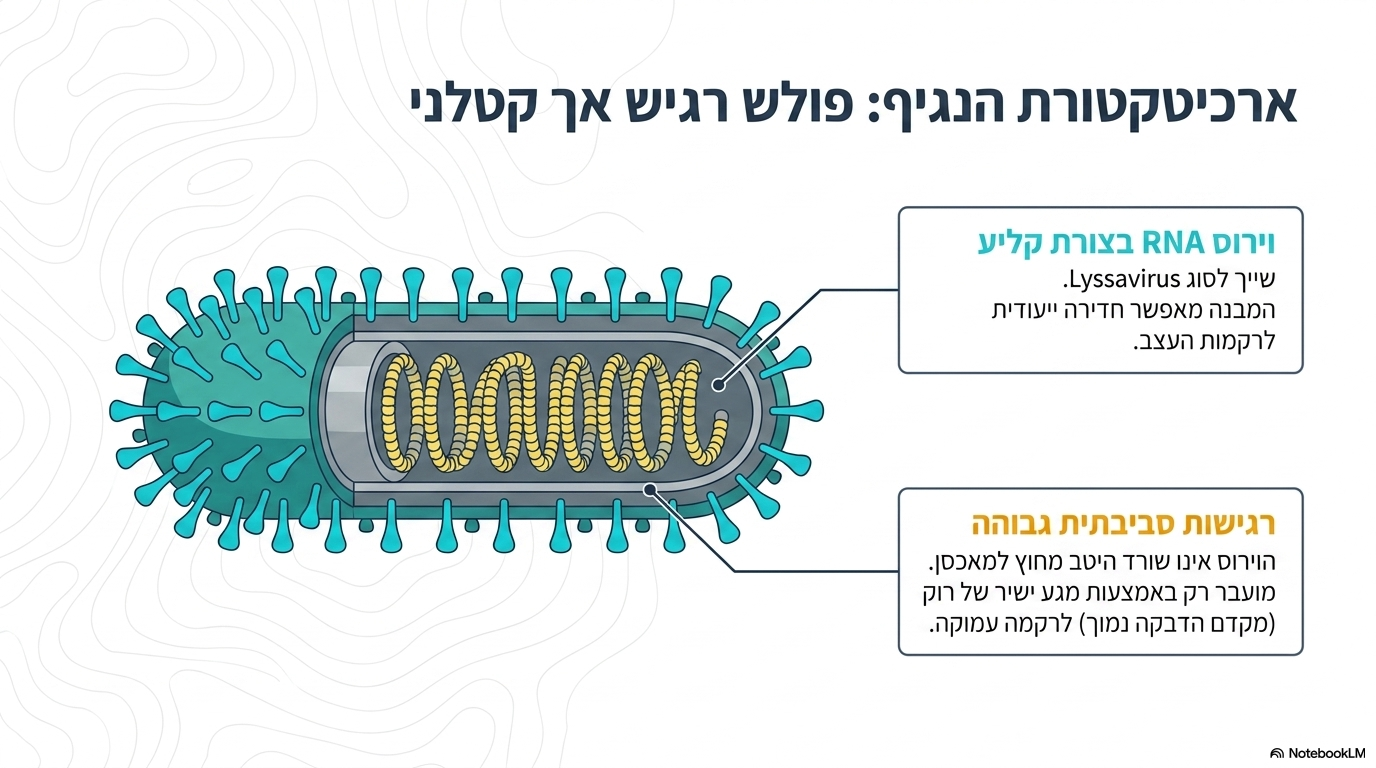 <ul><li><p><strong>מאפייני הווירוס:</strong> וירוס רנ”א בצורת קליע השייך לסוג ליסהווירוס . הווירוס רגיש מאוד בסביבה ופוגע בכל היונקים (כאשר חתולים וכלביים הם המאגר הידוע לציבור, אך קיים גם בעטלפים וביונקים נוספים).</p></li><li><p><strong>מנגנון העברה:</strong> מועבר דרך מגע בין רוק של חיה נגועה ומפרישה (בעל מקדם הדבקה נמוך) לבין רקמה עמוקה של המודבק (כמו נשיכה).</p></li><li><p><strong>התפשטות בגוף:</strong> כפי שמוצג באיור המסלול, הווירוס נע בצורה איטית בתוך רקמת המודבק לאורך העצבים ההיקפיים עד להגעתו למוח.</p></li><li><p><strong>זמן הדגירה:</strong> התנועה איטית ויכולה לקחת עד כחצי שנה. הזמן להגעה למוח תלוי ישירות במקום חדירת הווירוס (הזמן מתקצר ככל שמקום הנשיכה קרוב יותר למוח)</p></li></ul><p></p>