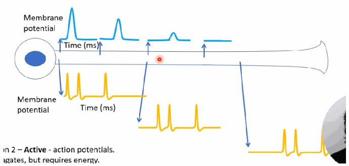 <p>It requires energy but faithfully recreates the full action-potential sequence at each point along the axon, so the signal doesn't decay — though there is a slight delay before the signal is seen further down the axon (e.g., near the axon terminal).</p>