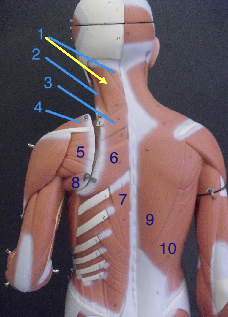 <p>(1)Turn the head side to side to say “no”</p>