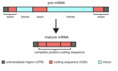 <p>What are introns in eukaryotic genomes?</p>