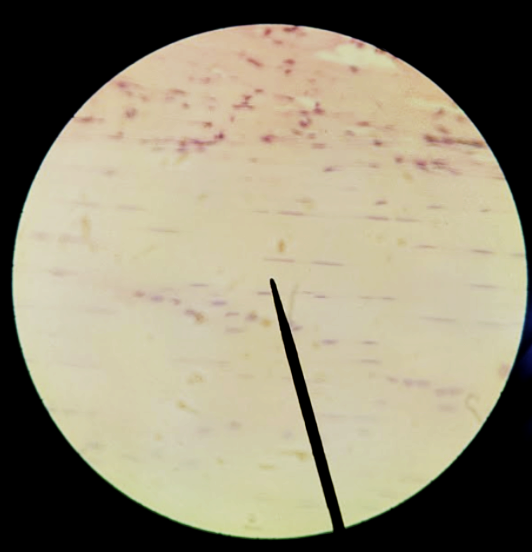 <p>What tissue is this?</p>