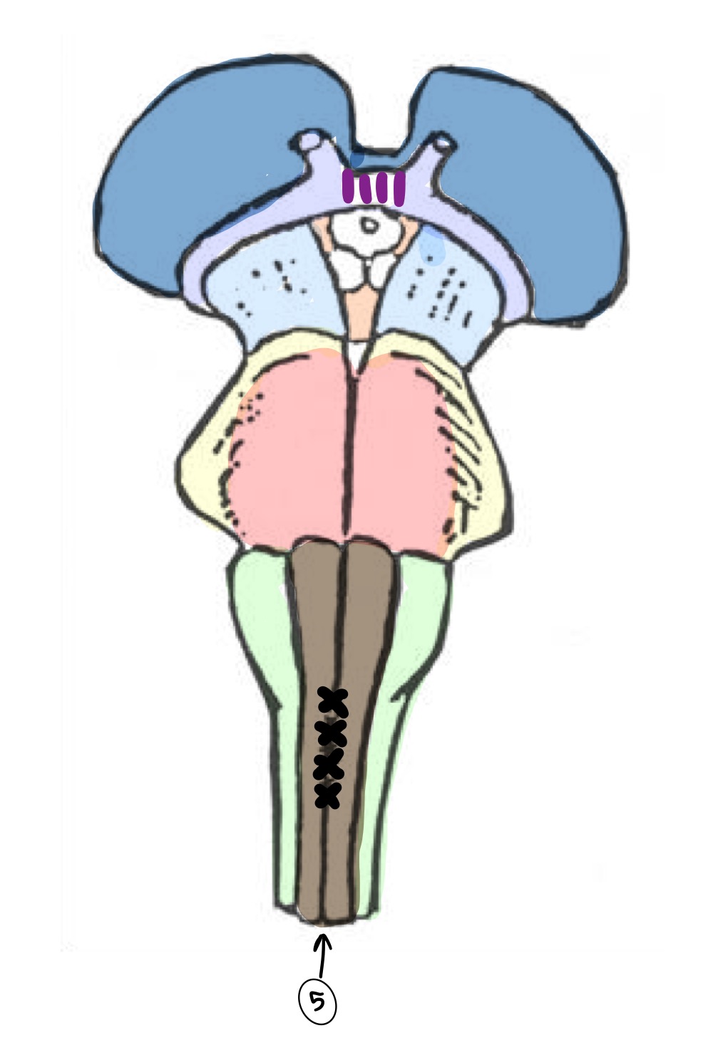 <p>What Anterior Brainstem Structure is shaded in Red? </p>