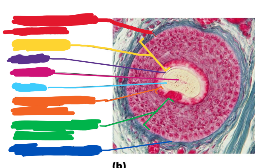 <p>This is another hair follicle section. Name all of the items highlighted</p>