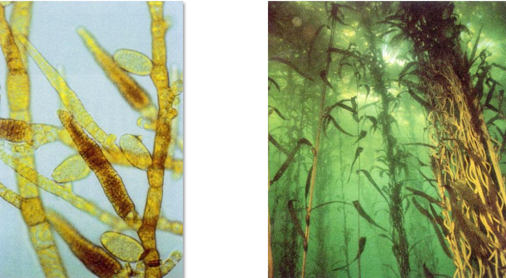 <p>a: simple</p><p>b: branched</p><p>c: large </p>