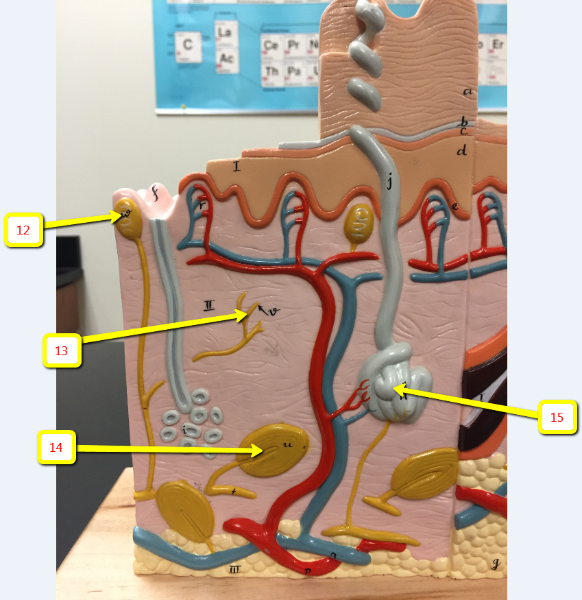 <p><span>Name the yellow structure indicated by arrow 14:</span></p>