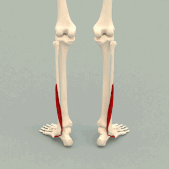 <p>Eversion of foot</p>