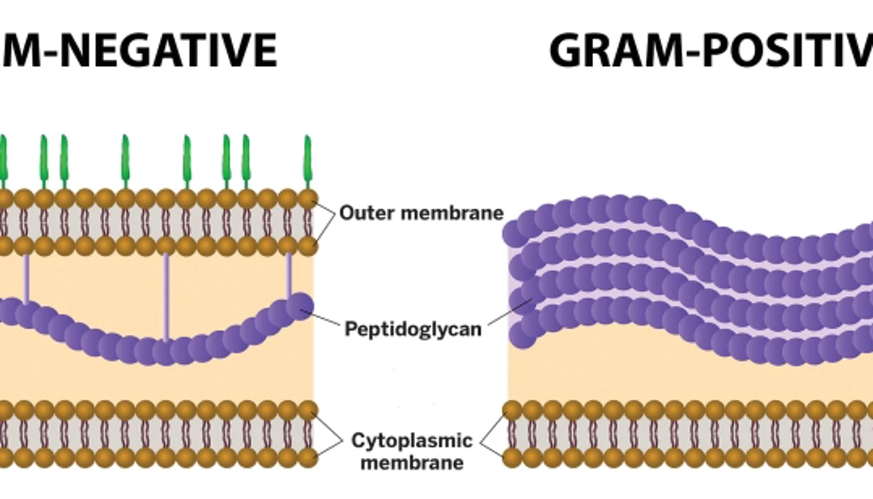<p>Gram-negative bacteria</p>