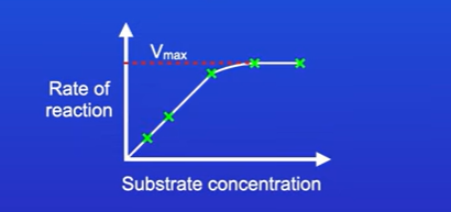 <p>Directly proportional, ie if substrate concentration doubles, so does rate of reaction, up until certain point.</p><p>every active site will be colliding with substrate, so if more substrates are added, there is no free active sites for extra substrate molecules to collide with</p><p>So increase in substrate concentration wont increase rate of reaction any further</p><p>This means enzyme is saturated</p>