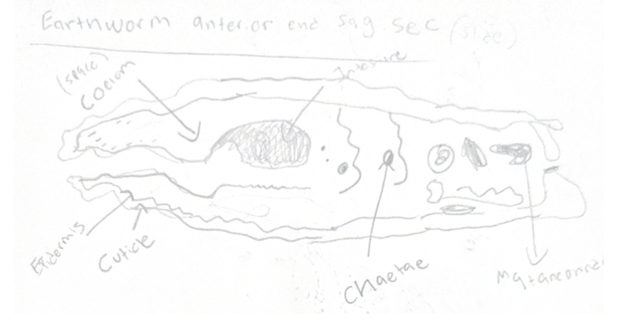 <p><span data-name="microscope" data-type="emoji">🔬</span> IDENTIFY + FUNCTION</p><ul><li><p><strong>Circular muscle</strong></p><ul><li><p>elongates body</p></li></ul></li><li><p><strong>Longitudinal muscle</strong></p><ul><li><p>shortens body</p></li></ul></li><li><p><strong>Coelom</strong></p><ul><li><p>fluid-filled → hydrostatic skeleton</p></li></ul></li><li><p><strong>Dorsal vessel / ventral vessel</strong></p><ul><li><p>circulation</p></li></ul></li><li><p><strong>Ventral nerve cord</strong></p><ul><li><p>coordination</p></li></ul></li><li><p><strong>Typhlosole</strong></p><ul><li><p>increases absorption</p></li></ul></li></ul><p></p>